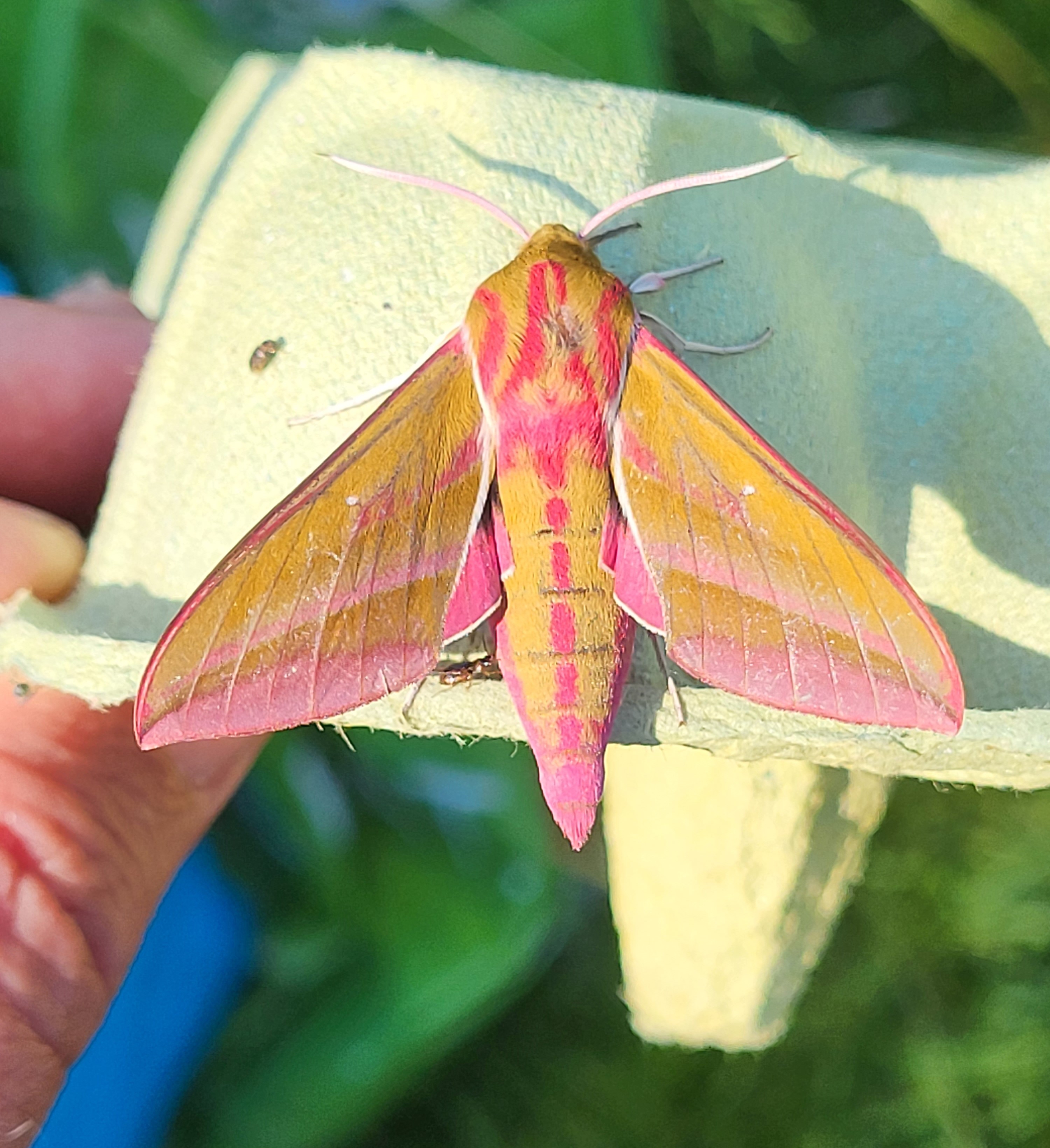 Photo of Elephant Hawk-moth (Deilephila elpenor)